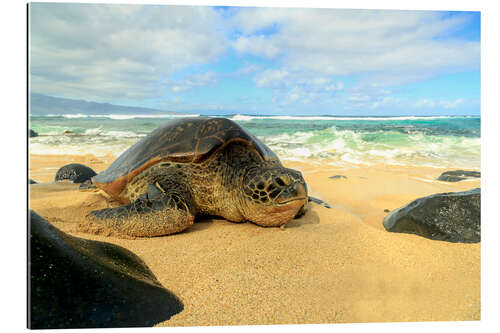 Gallery print Green sea turtle