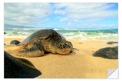 Selvklebende plakat Green sea turtle