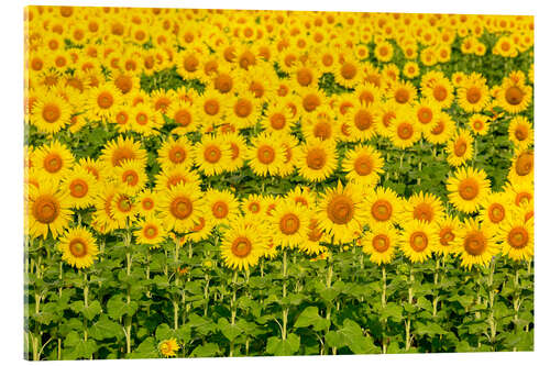 Acrylic print Vibrant sunflower field