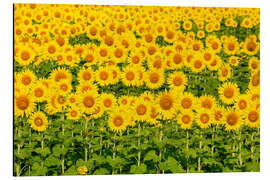 Aluminium print Brilliant sunflower field