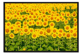 Gerahmter Kunstdruck Leuchtendes Sonnenblumenfeld