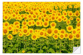 Wall sticker Vibrant sunflower field