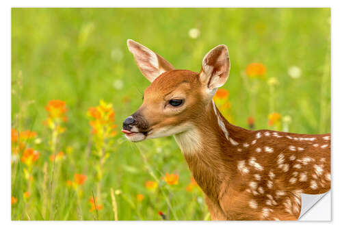 Naklejka na ścianę Fawn III