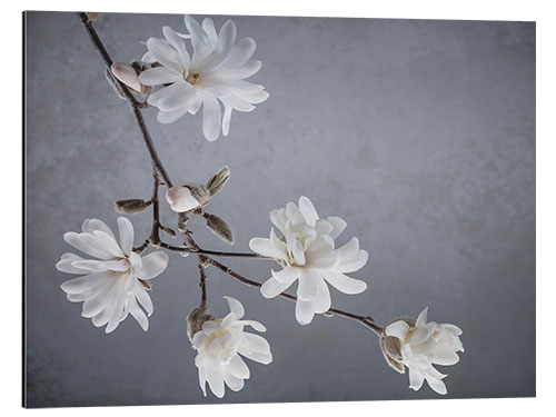 Aluminium print White magnolia blossoms