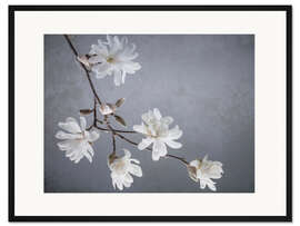 Gerahmter Kunstdruck Weiße Magnolienblüten