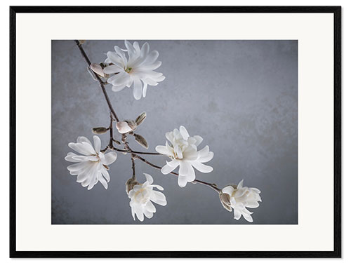 Impression artistique encadrée Fleurs de magnolia blanc