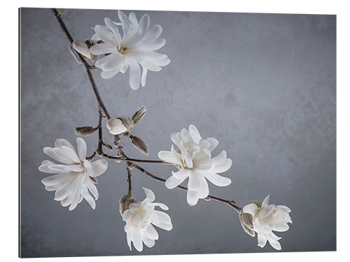 Gallery print White magnolia blossoms