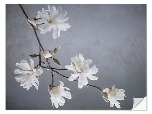 Wall sticker White magnolia blossoms