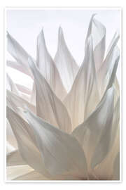 Obraz  Blossom of the dahlia - Jaynes Gallery