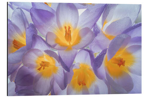 Aluminium print Crocus flowers