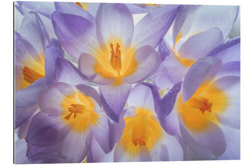 Tableau en plexi-alu Fleurs de crocus