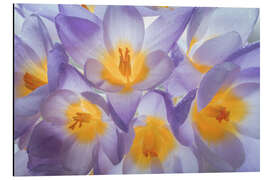 Magnettafel Krokusblüten