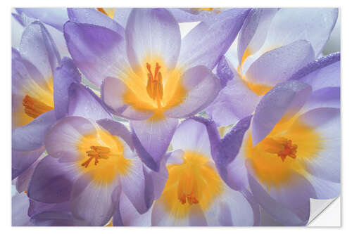 Sticker mural Fleurs de crocus