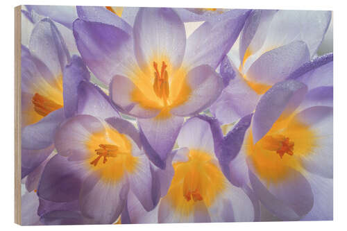 Wood print Crocus flowers