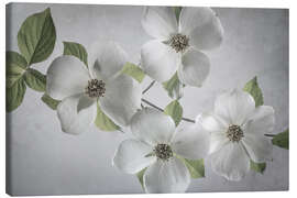 Canvas print Dogwood branch