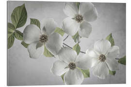 Gallery print Dogwood branch