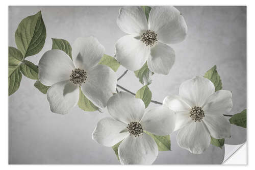 Wall sticker Dogwood branch