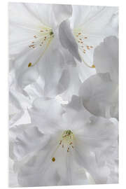 Foam board print White rhododendron flowers II