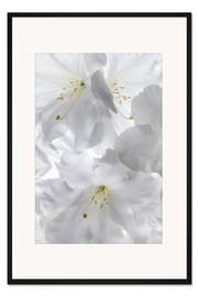 Gerahmter Kunstdruck Weiße Rhododendronblüten II
