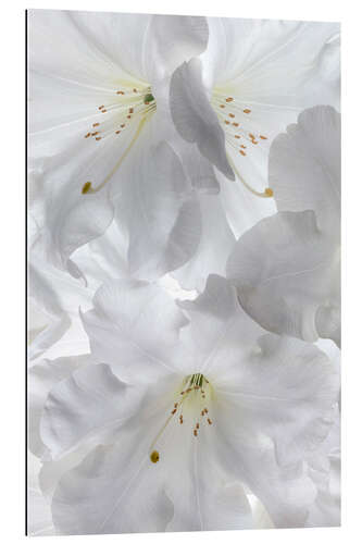 Gallery print White rhododendron flowers II