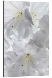 Magnettafel Weiße Rhododendronblüten II