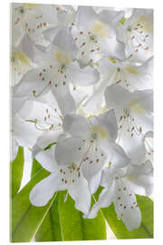 Akrylglastavla White rhododendron flowers