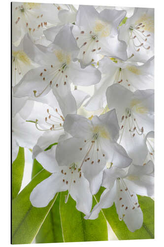 Aluminiumsbilde White rhododendron flowers