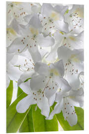 Foam board print White rhododendron flowers