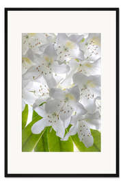 Gerahmter Kunstdruck Weiße Rhododendronblüten