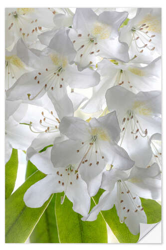 Sticker mural Fleurs blanches de rhododendron