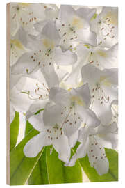 Wood print White rhododendron flowers