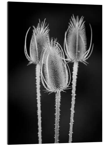 Acrylic print Dried teas