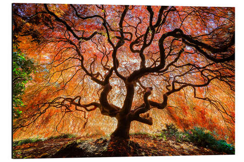 Aluminium print Japanese maple in autumn