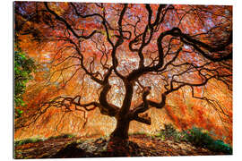 Gallery print Japanese maple in autumn