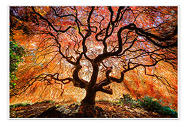 Poster Japanese maple in autumn