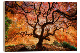 Wood print Japanese maple in autumn