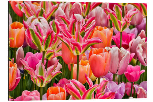 Gallery Print Tulpen I