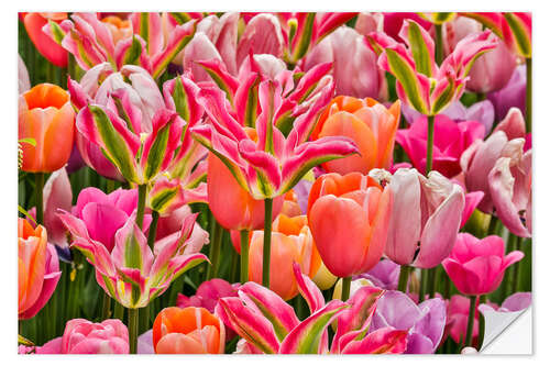 Selvklebende plakat Tulips I