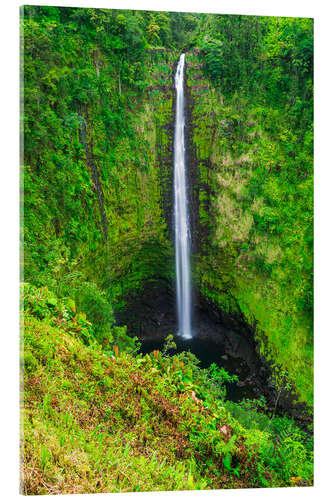 Acrylglasbild Akaka Falls auf Hawaii