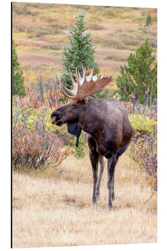 Aluminium print Moose with antlers