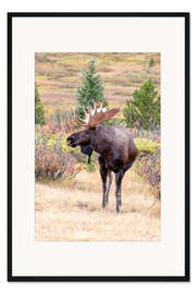 Gerahmter Kunstdruck Elch mit Geweih