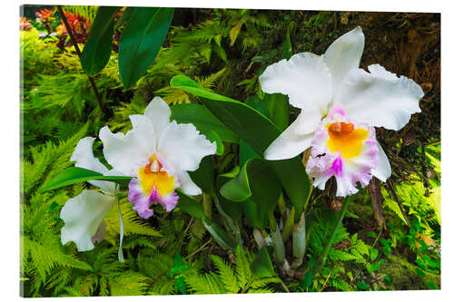 Acrylic print Orchids in the botanical garden