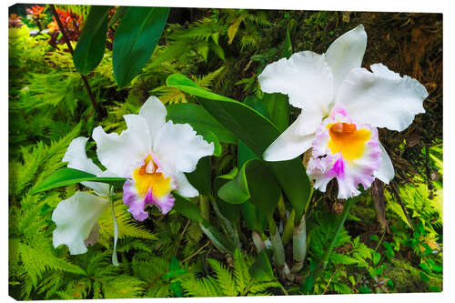 Leinwandbild Orchideen im Botanischen Garten