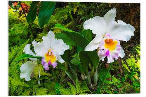 Galleritryk Orchids in the botanical garden