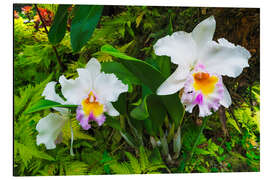 Magnettafel Orchideen im Botanischen Garten