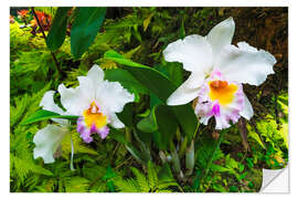 Självhäftande poster Orchids in the botanical garden