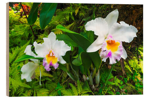 Puutaulu Orchids in the botanical garden