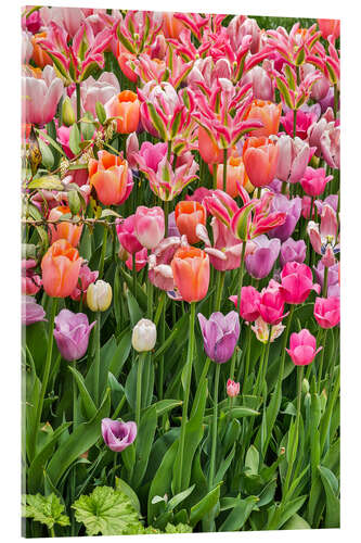 Acrylic print Tulips II