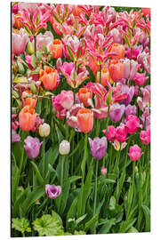 Magnettafel Tulpen II