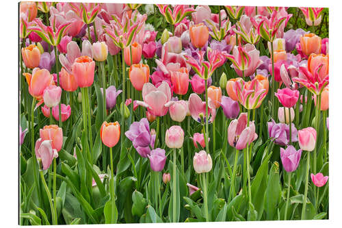 Galleriprint Tulips III